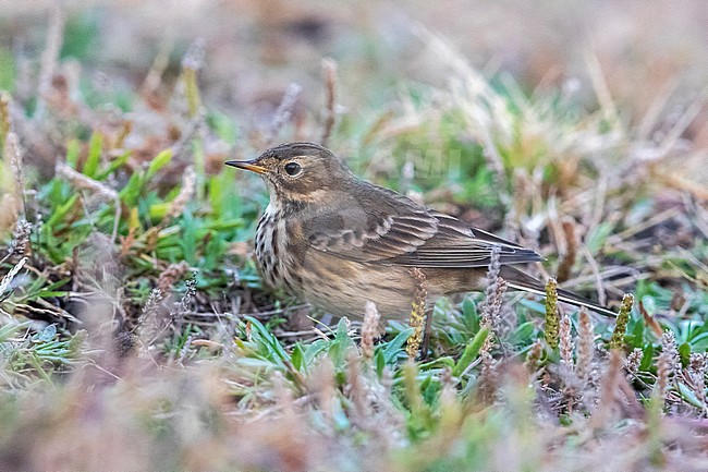Amerikaanse Waterpieper; American Buff-bellied Pipit stock-image by Agami/Daniele Occhiato,