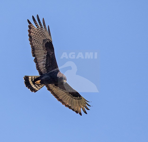 Flying adult Zone-tailed Hawk, Buteo albonotatus, in Mexico. stock-image by Agami/Pete Morris,
