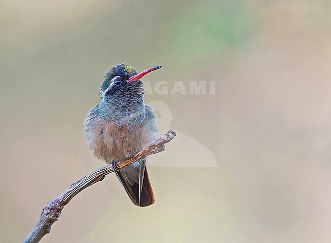 Male Xantus's Hummingbird, Basilinna xantusii, in Western Mexico. stock-image by Agami/Pete Morris,