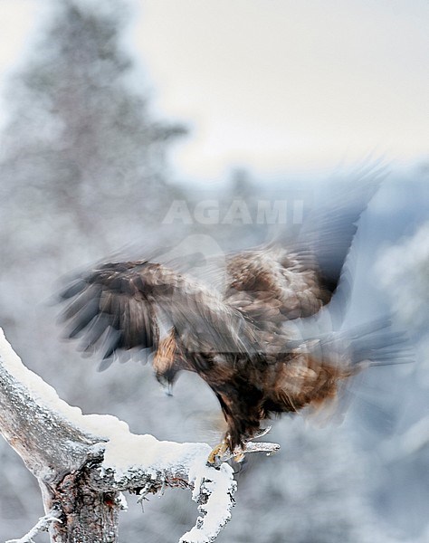 Golden Eagle (Aquila chrysaetus) wintering in taiga forest in Kuusamo, Finland. Photographed with slow shutter speed. stock-image by Agami/Markus Varesvuo,