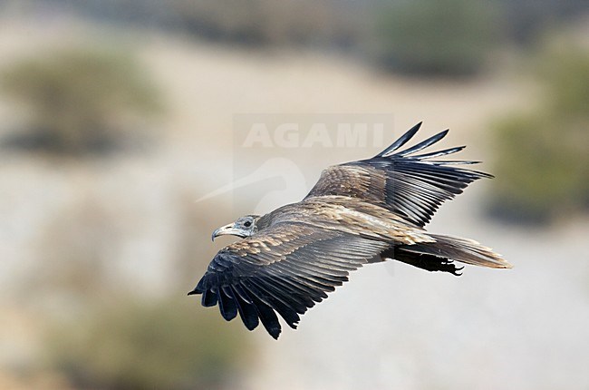 Onvolwassen Aasgier in de vlucht; Immature Eqyptian Vulture in flight stock-image by Agami/Markus Varesvuo,