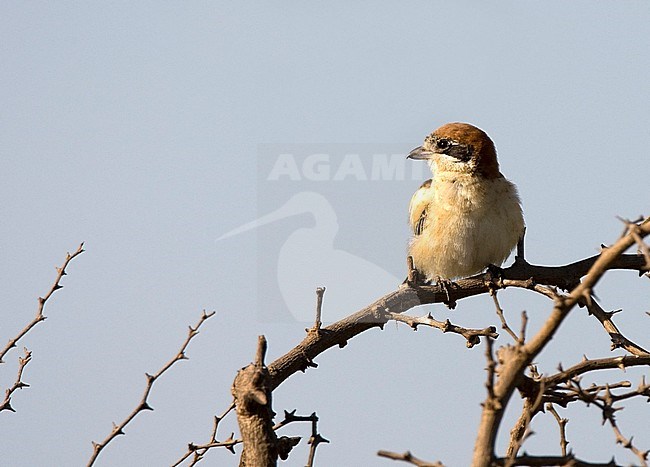 Roodkopklauwier; Woodchat Shrike stock-image by Agami/Roy de Haas,