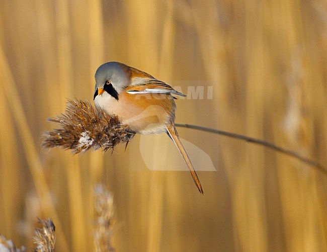 Mannetje Baardman in rietveld; Male Bearded Reedling in reedbed stock-image by Agami/Markus Varesvuo,