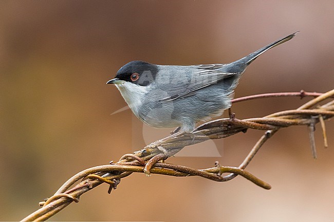 Male Sardinian Warbler, Sylvia melanocephala, in Italy. Perched on a twig. stock-image by Agami/Daniele Occhiato,