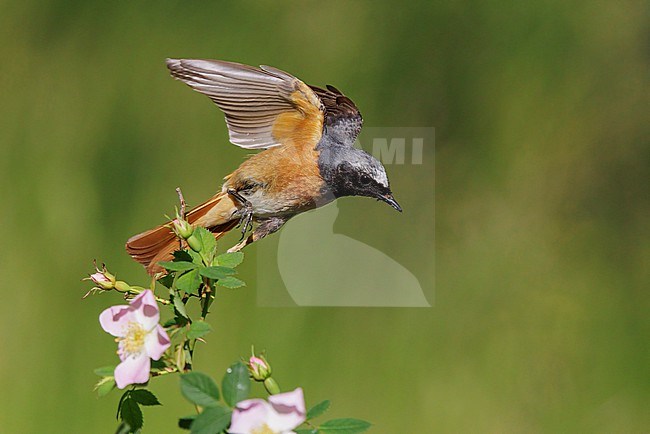 Common Redstart (Phoenicurus phoenicurus), side view of an adult male at take-off, Campania, Italy stock-image by Agami/Saverio Gatto,