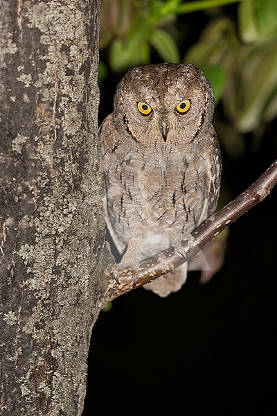Eurasian Scops Owl (Otus scops) stock-image by Agami/Alain Ghignone,