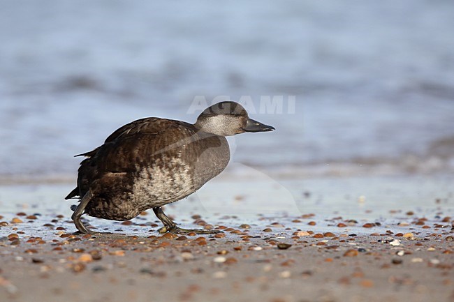Zwarte ZeeÃ«end op het strand; Common Scoter on the beach stock-image by Agami/Chris van Rijswijk,