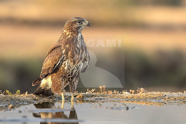 This photo features a Eurasian Buzzard perched calmly in a water trough, its feet dipped in the water. The bird stands tall, surveying the steppe with a composed and dignified demeanor. stock-image by Agami/Onno Wildschut,