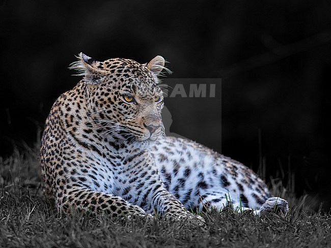 A female Leopard, (Panthera pardus) lying on the ground. Kenya stock-image by Agami/Markku Rantala,