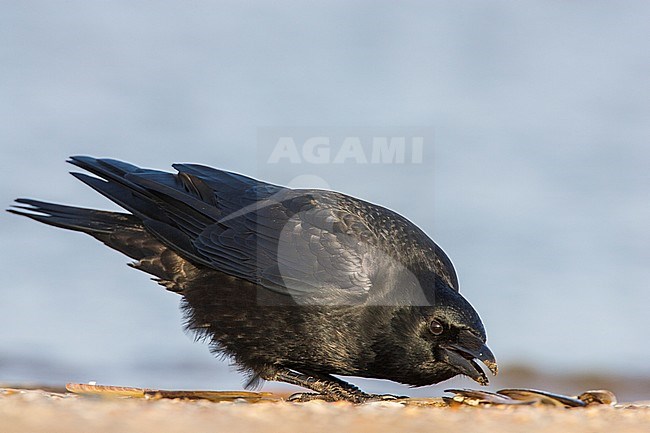 Zwarte Kraai foeragerend op het strand; Carrion Crow foraging at the beach stock-image by Agami/Menno van Duijn,
