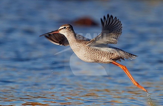 Spotted Redshank  (Tringa erythropus) juvenile in flight, Utö Finland August 2018 stock-image by Agami/Markus Varesvuo,