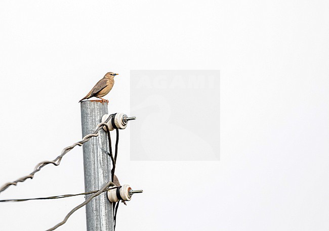 Chestnut-tailed Starling (Sturnia malabarica) in Vietnam. Also called grey-headed starling and grey-headed myna. stock-image by Agami/Pete Morris,