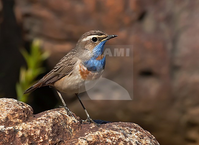 Red-spotted Bluethroat  (Luscinia svecica cyanecula). Side view of adult male standing on a rock stock-image by Agami/Kari Eischer,