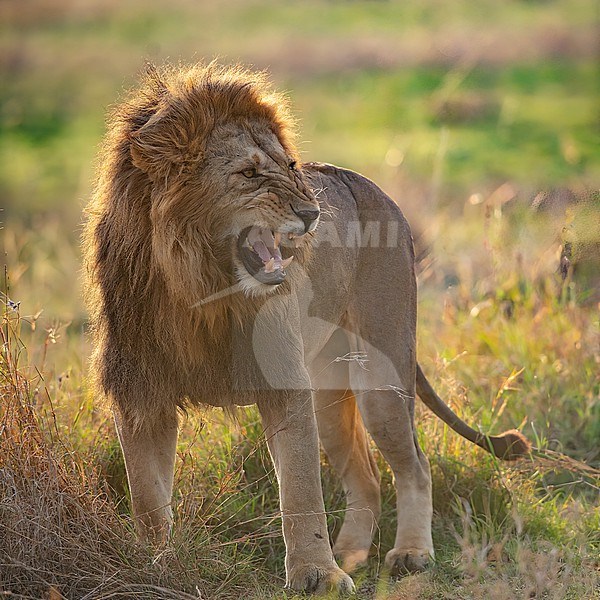 Close up of a male Lion, (Panthera leo) growling. Kenya stock-image by Agami/Markku Rantala,