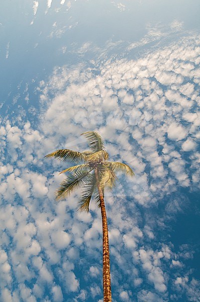 A palm tree with a sky full of puffy little clouds over head. Drake Bay, Osa Peninsula, Costa Rica. stock-image by Agami/Sergio Pitamitz,