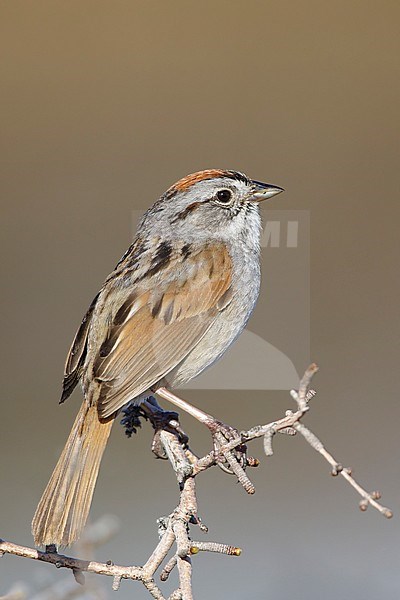 Adult breeding plumaged Swamp Sparrow (Melospiza georgiana) on the arctic tundra of Churchill, Manitoba province in Canada. stock-image by Agami/Brian E Small,