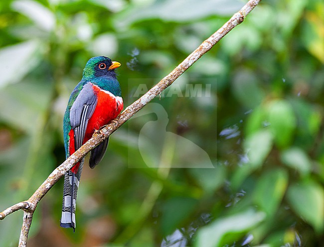 Masked Trogon (Trogon personatus sanctaemartae) in Santa marta Mountain range in Colombia. stock-image by Agami/Marc Guyt,
