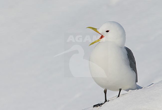 Zomerkleed Drieteenmeeuw in de sneeuw, Breedingplumage Black-legged Kitiwake in snow stock-image by Agami/Markus Varesvuo,