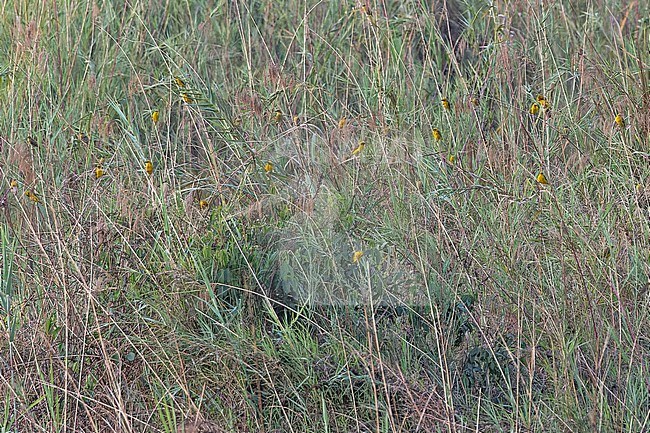 Bocage's Weaver (Ploceus temporalis) in Angola. Colony of weavers. stock-image by Agami/Pete Morris,