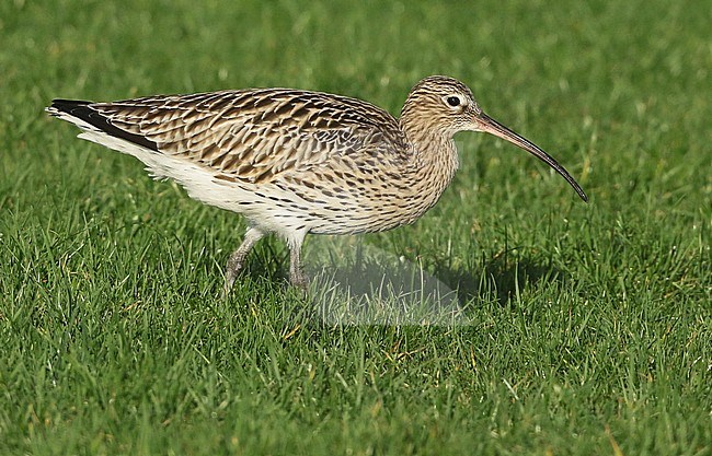 Eurasian Curlew (Numenius arquata) wintering in a meadow the Netherlands. stock-image by Agami/Fred Visscher,