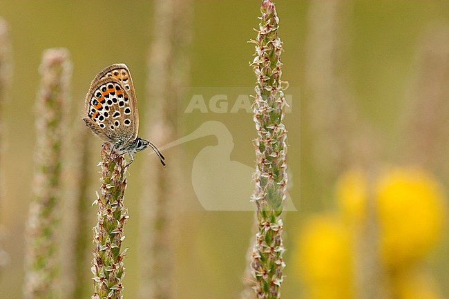 Heideblauwtje / Silver-studded Blue (Plebejus argus) stock-image by Agami/Wil Leurs,