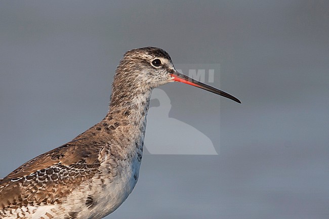 Spotted Redshank, Zwarte Ruiter, Tringa erythropus, Spain (Mallorca), moulting into breeding plumage stock-image by Agami/Ralph Martin,