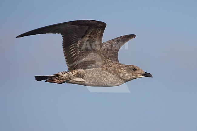 Onvolwassen Atlantische Geelpootmeeuw; Immature Atlantic Yellow-legged Gull stock-image by Agami/Daniele Occhiato,