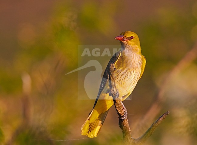 Golden Oriole female perched on branch; Wielewaal vrouw zittend op tak stock-image by Agami/Markus Varesvuo,