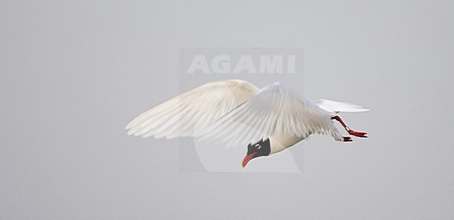 Mediterranean Gull adult flying; Zwartkopmeeuw volwassen vliegend stock-image by Agami/Marc Guyt,