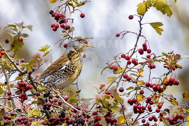 Fieldfare (Turdus pilaris) perched in a tree in Italy. stock-image by Agami/Daniele Occhiato,