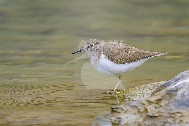 Common sandpiper, Actitis hypoleucos, standing at the edge of a river. stock-image by Agami/Sylvain Reyt,