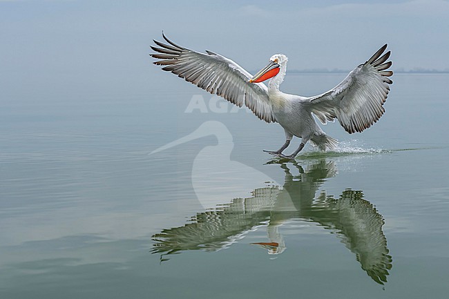 Dalmatian Pelican (Pelecanus crispus) flying over water of lake Kerkini in Greece. stock-image by Agami/Marcel Burkhardt,