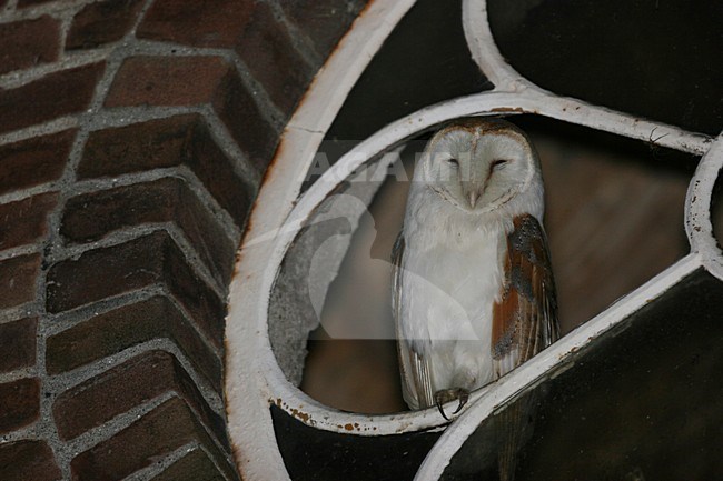 Barn Owl perched in a window; Kerkuil zittend in een raam stock-image by Agami/Chris van Rijswijk,