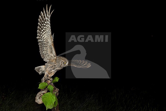 Eurasian Scops Owl (Otus scops scops) during the night in Italy. stock-image by Agami/Alain Ghignone,