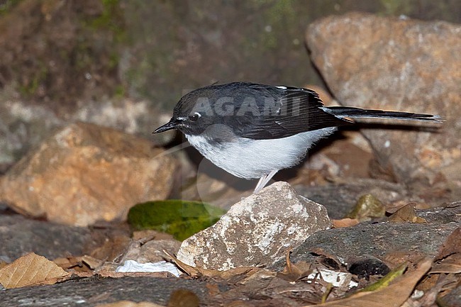 Sunda Forktail (Enicurus velatus) Perched on a rcok in Java stock-image by Agami/Dubi Shapiro,