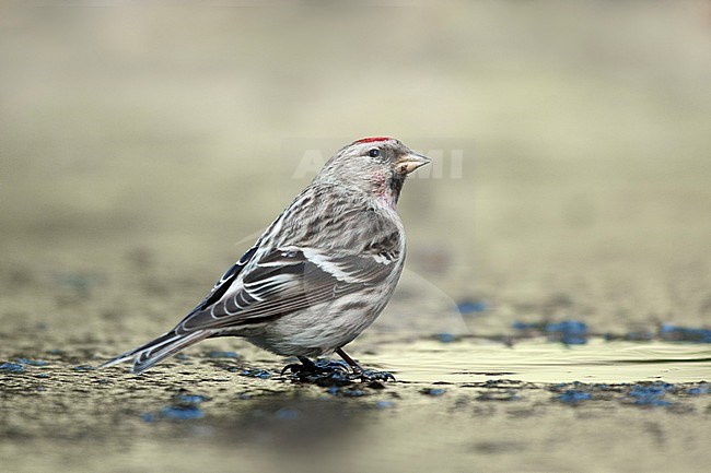 Grote barmsijs zittend op het ijs; Mealy Redpoll sitting on the ice, stock-image by Agami/Walter Soestbergen,