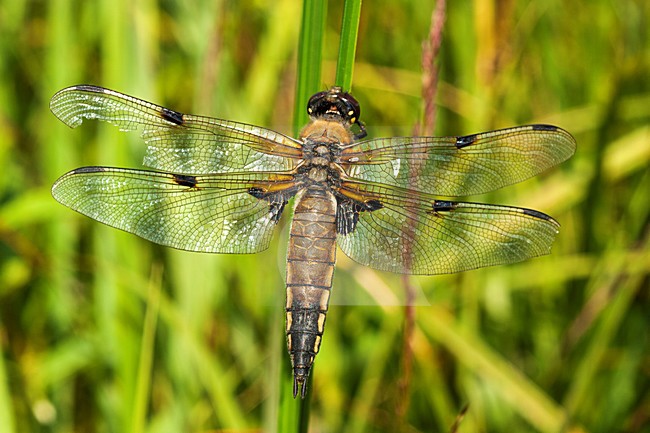 Vrouwtje Viervlek, Female Libellula quadrimaculata stock-image by Agami/Wil Leurs,
