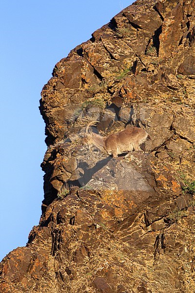 Siberian Ibex (Capra sibirica) on a steep brown coloured rock face in Mongolia. stock-image by Agami/James Eaton,