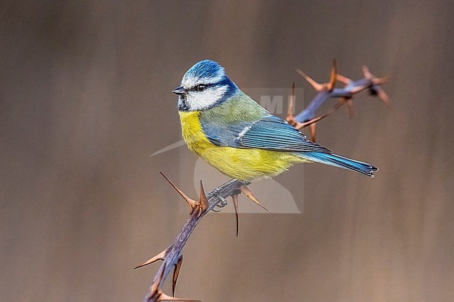 Adult male European Blue Tit (Cyanistes caeruleus caeruleus) perched on a branch in Florence, Tuscany, Italy. stock-image by Agami/Vincent Legrand,