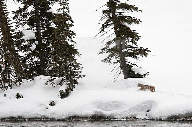 Bobcat (Lynx rufus) walking in snow-covered Yellowstone National Park stock-image by Agami/Caroline Piek,