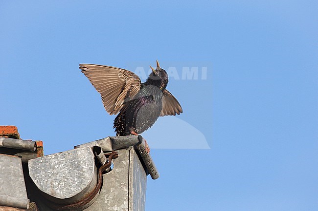 Male Common Starling singing loudly displaying with his wings flapping from the roof of a Dutch house. stock-image by Agami/Ran Schols,