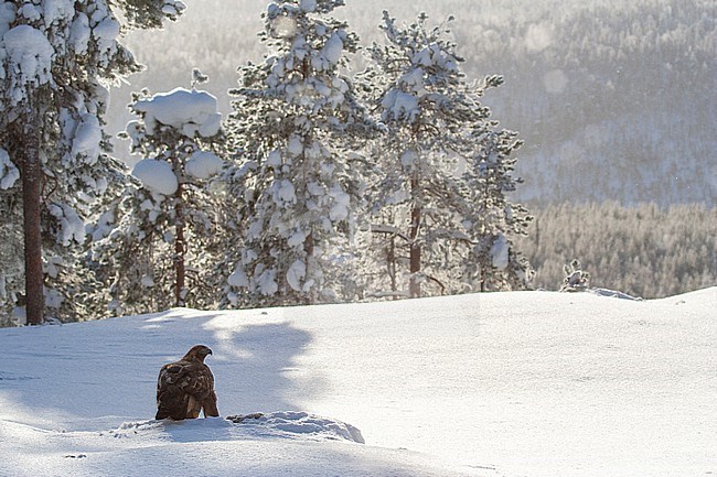 Golden Eagle (Aquila chrysaetos) in a taiga forest around Kuusamo in Finland during a cold winter. Sitting in the snow with backlight. stock-image by Agami/Marc Guyt,