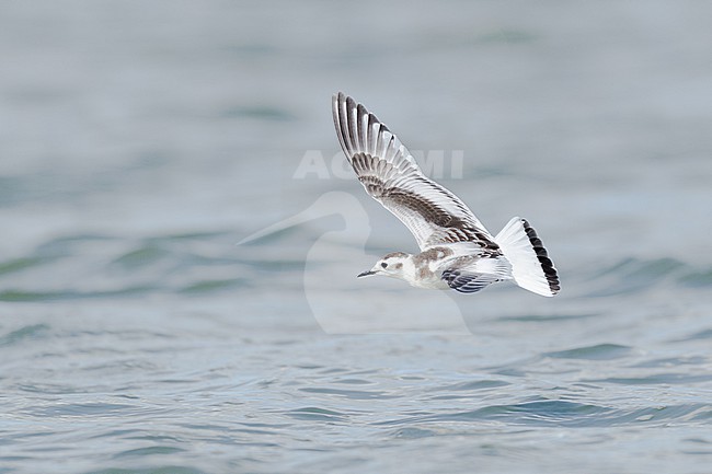  stock-image by Agami/Menno van Duijn,