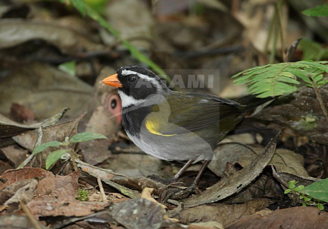 Goudsnavelgors; Orange-billed Sparrow stock-image by Agami/Mike Danzenbaker,