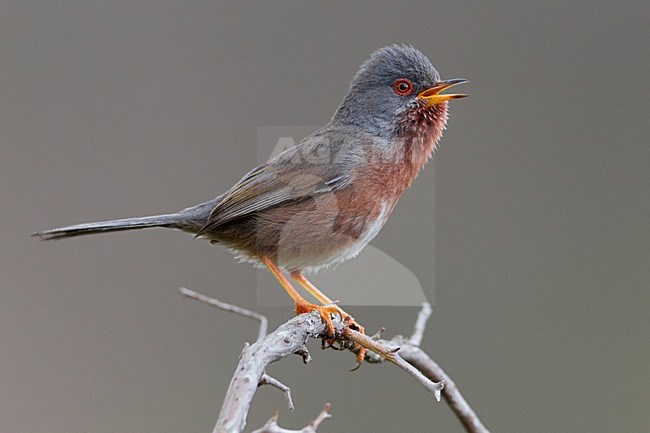 Zingend mannetje Provencaalse Grasmus; Singing male Dartford Warbler stock-image by Agami/Daniele Occhiato,
