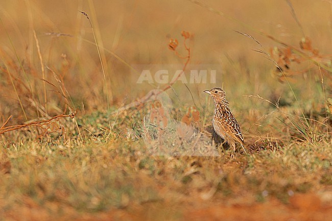 The Archer's Lark (Heteromirafra archeri) is one of the rarest Larks in Africa with restricted and fragmentated range in Ethiopia and Somalia. Probably there are less than 100 birds left. It is critically endangered mostly by overgrazing, agriculture and due to climate change. stock-image by Agami/Mathias Putze,