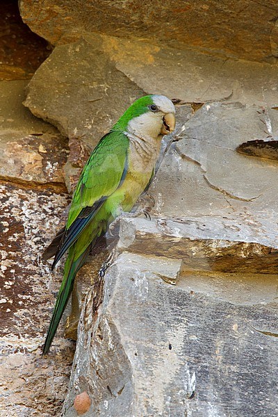 Cliff Parakeet (Myiopsitta luchsi), a Bolivian endemic parakeet. It occurs in Andean valleys of central Bolivia between 1,000  and 3,000 meter above sea level. stock-image by Agami/Dubi Shapiro,