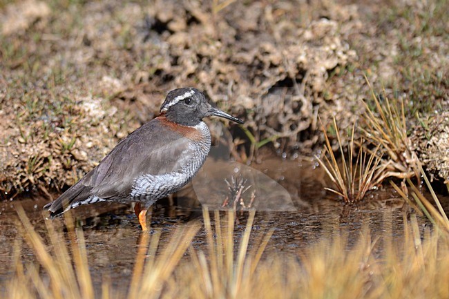  stock-image by Agami/Laurens Steijn,