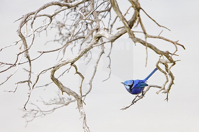 Splendid Fairywren (Malurus splendens) sitting in a sticky bush stock-image by Agami/Georgina Steytler,