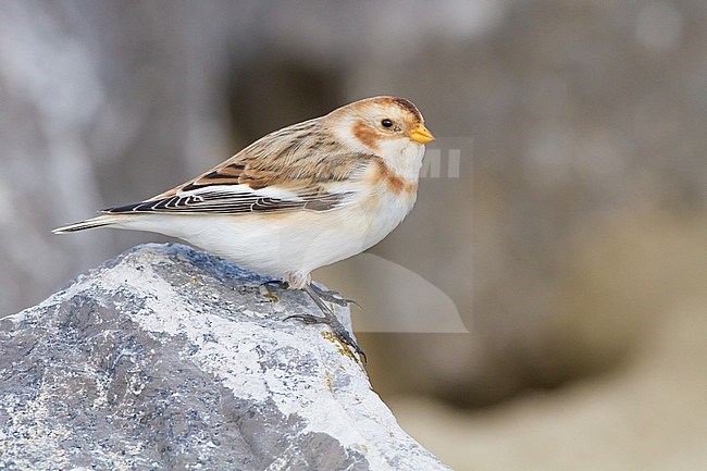 Snow Bunting, Plectrophenax nivalis, in winter plumage sitting on basalt rocks part of small flock wintering at North Sea coast. Adult female of nominate subspecies nivalis perched on rock seen from side portrait. stock-image by Agami/Menno van Duijn,